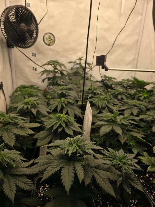 ☆Papaya Frosting & Mimosa EVO☆. Week 4