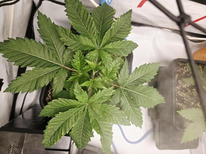 **Frozen Biscotti*. Week 3