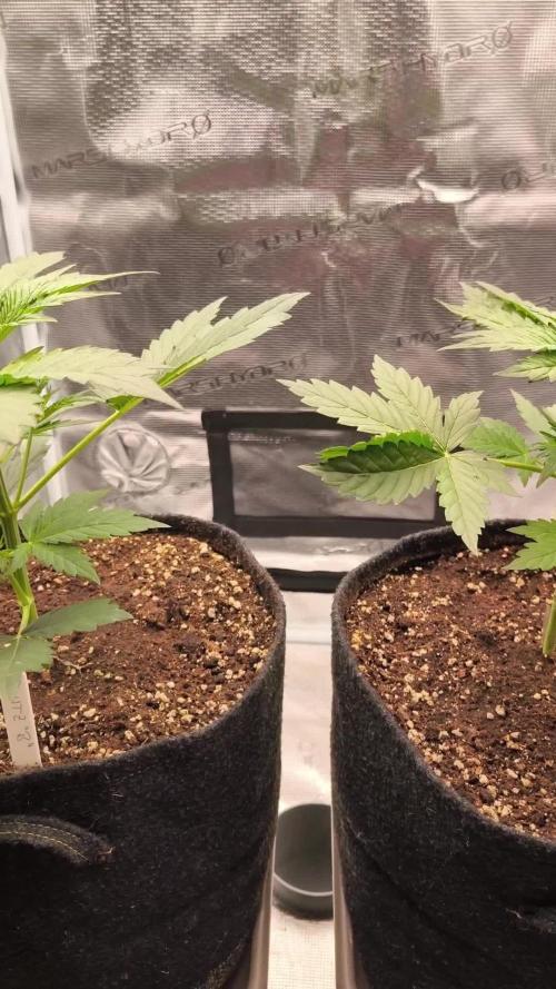 Eternity Grow Cup 2025