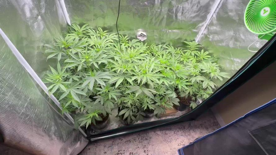 Bubble og