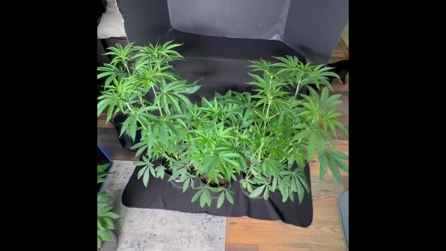 Bubble og
