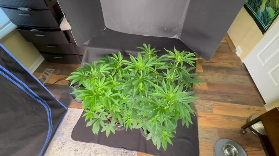 Blackberry moonrocks