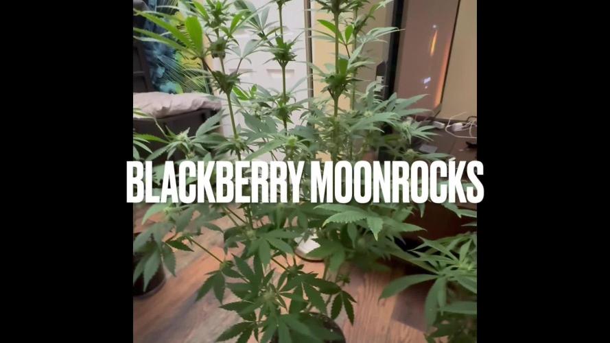 Blackberry moonrocks