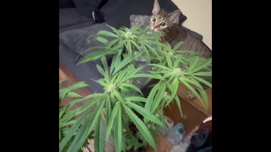 Bubble og