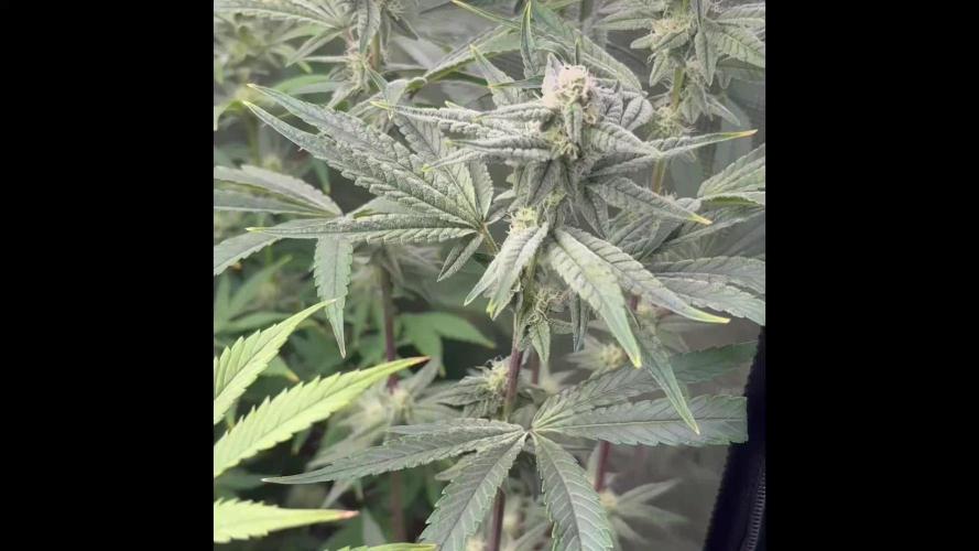 Bubble og