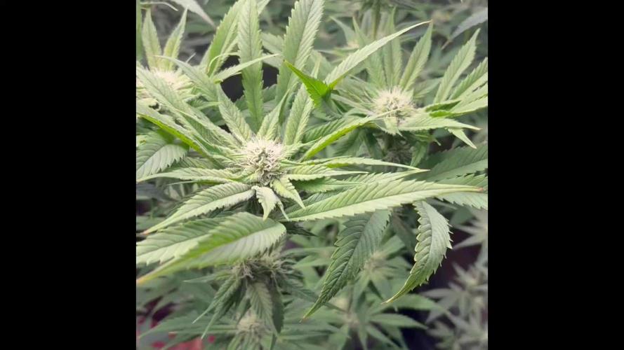 Blackberry moonrocks