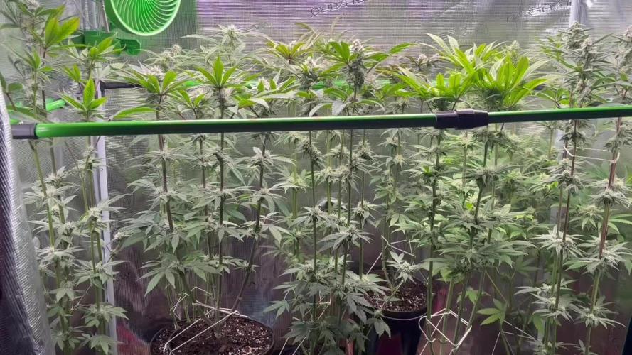 Blackberry moonrocks