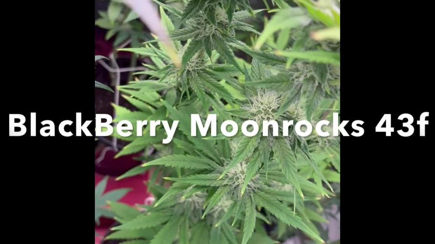 Blackberry moonrocks