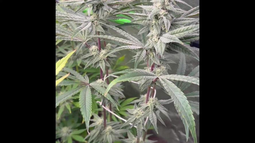 Bubble og