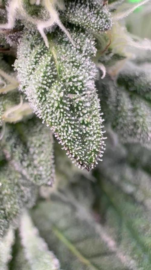 Bubble og