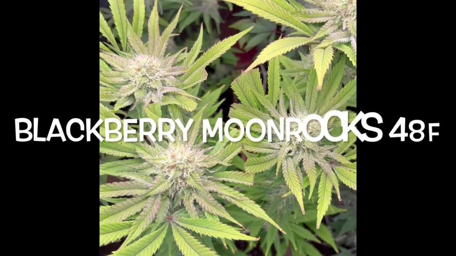 Blackberry moonrocks