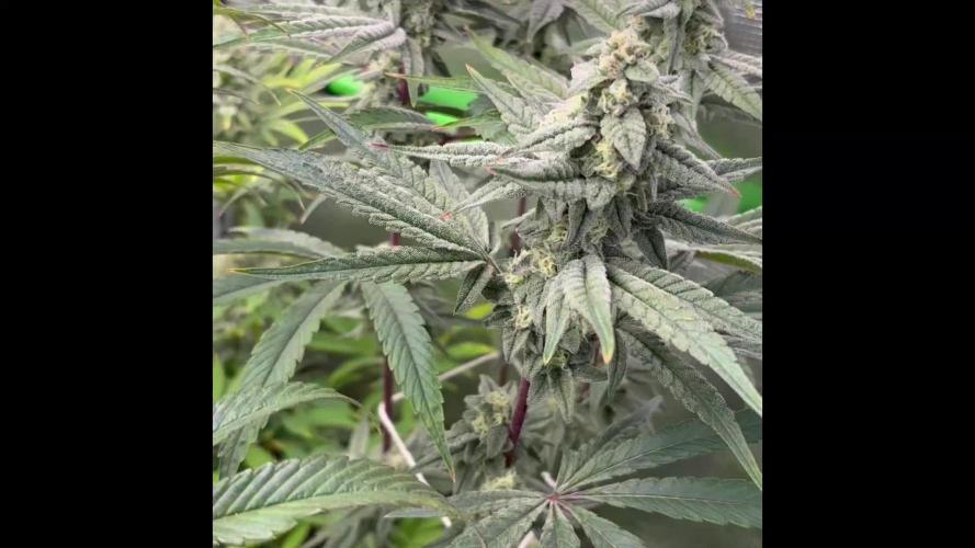 Bubble og