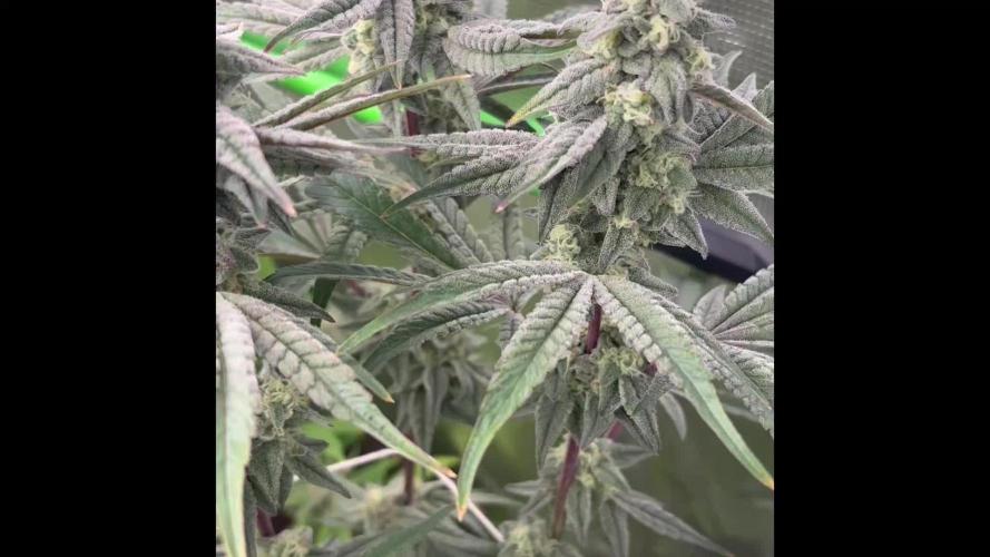 Bubble og
