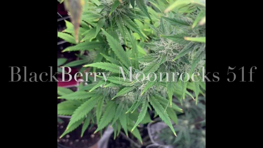 Blackberry moonrocks