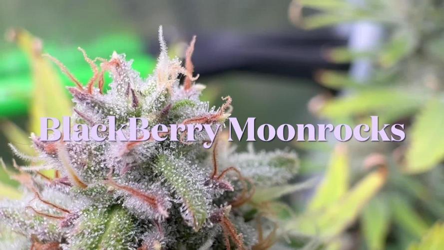 Blackberry moonrocks