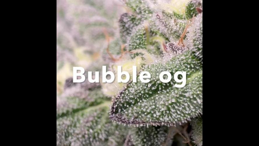 Bubble og