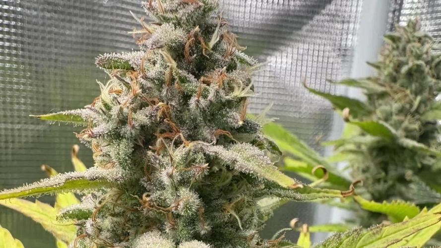 Blackberry moonrocks