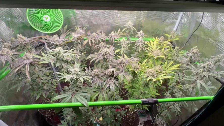 Blackberry moonrocks