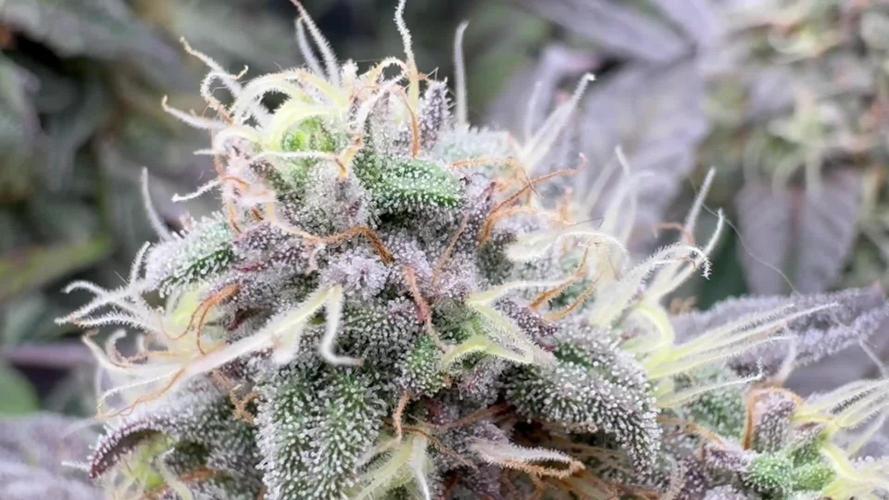 Bubble og
