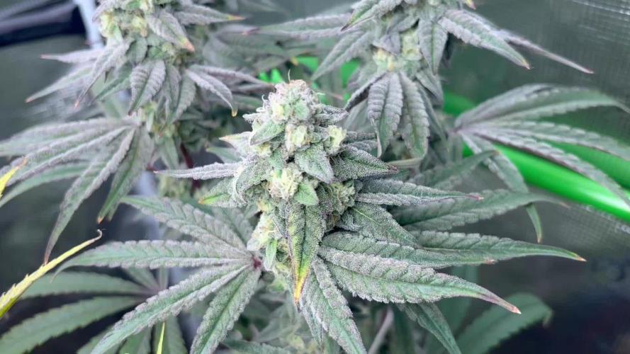 Bubble og