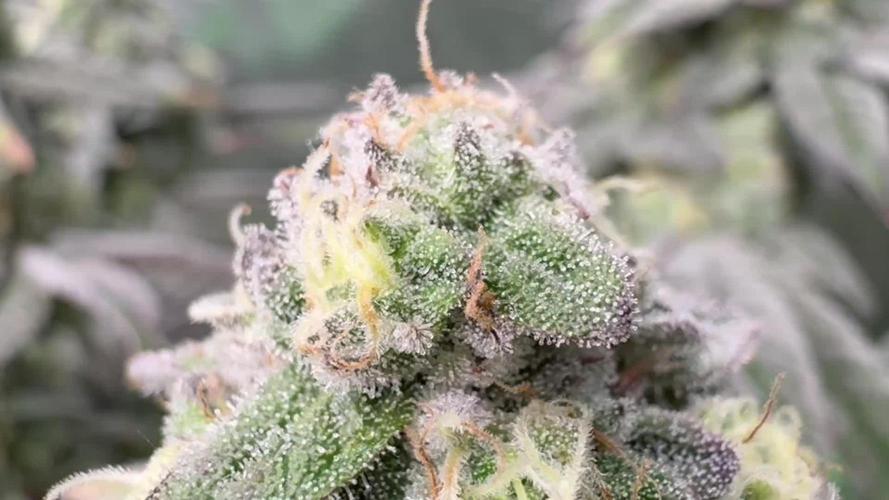 Bubble og