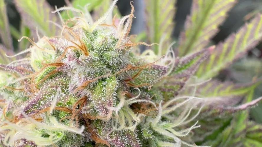 Blackberry moonrocks