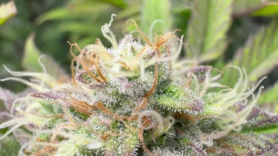 Blackberry moonrocks