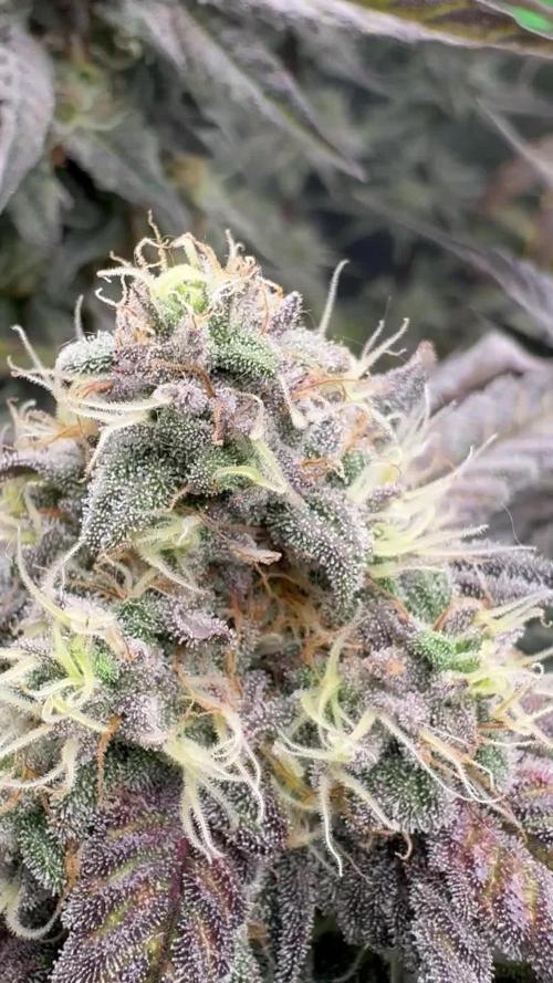 Bubble og