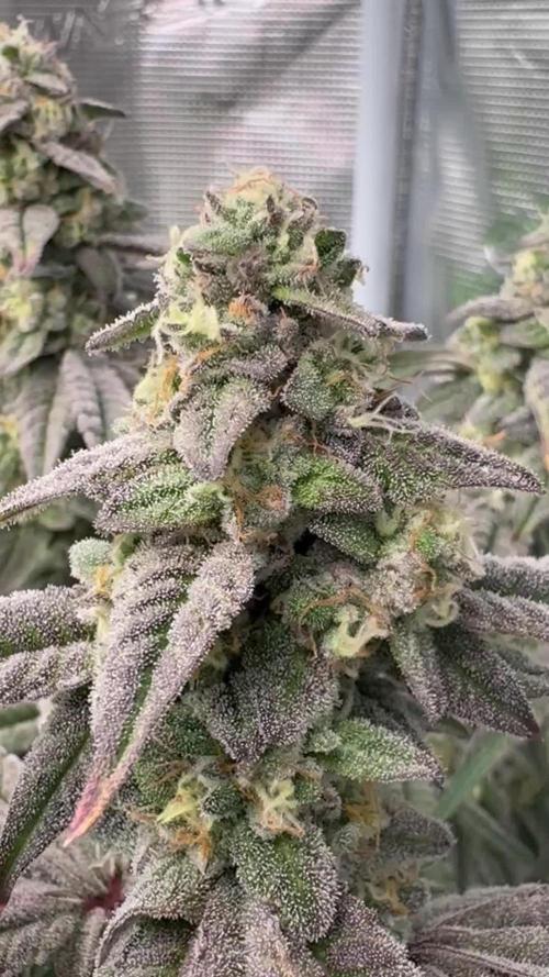 Bubble og