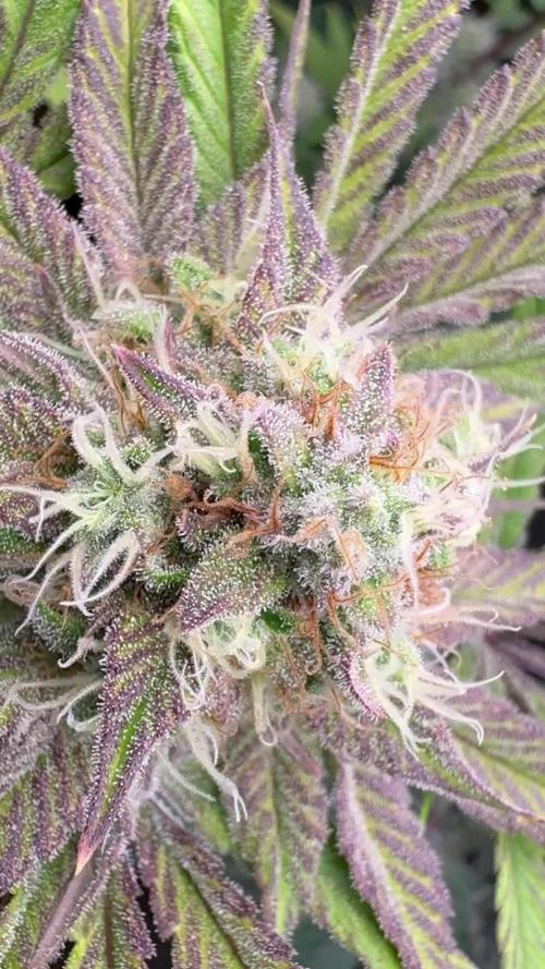 Blackberry moonrocks