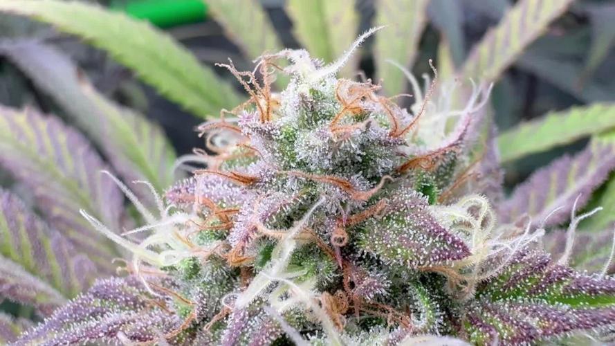 Blackberry moonrocks