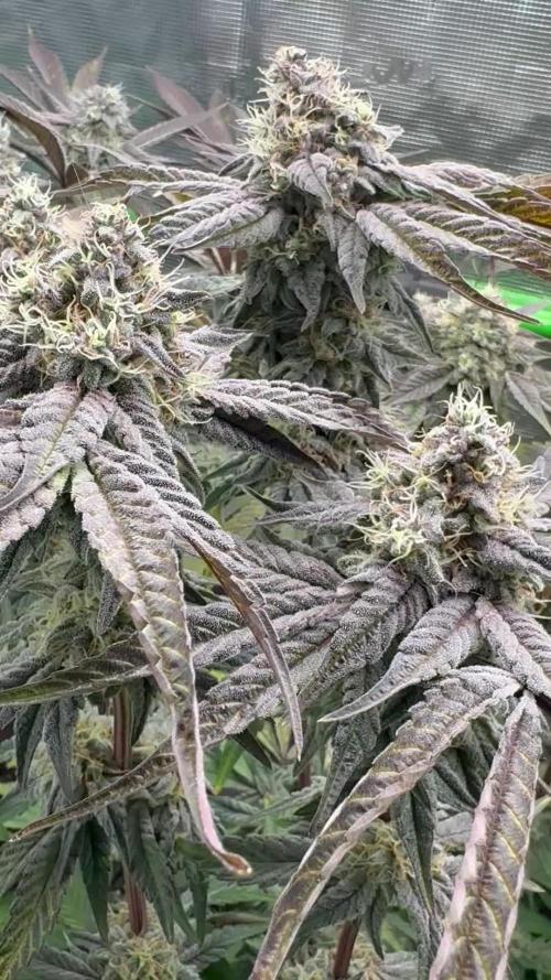 Bubble og