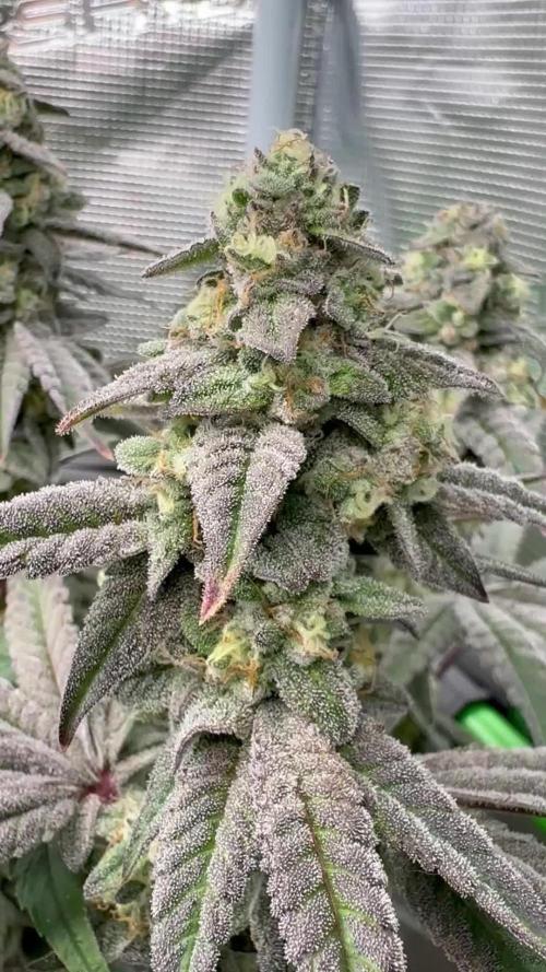 Bubble og