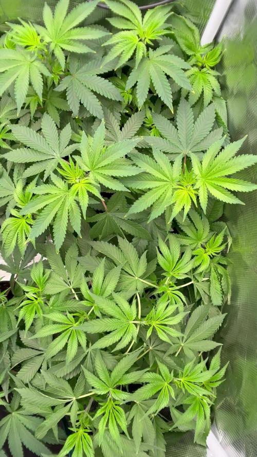 O g kush