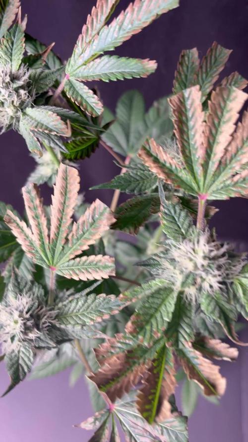 Purple kush