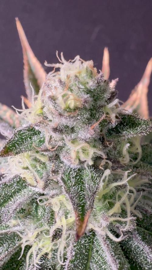 O g kush