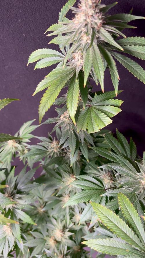Northern lights 10
