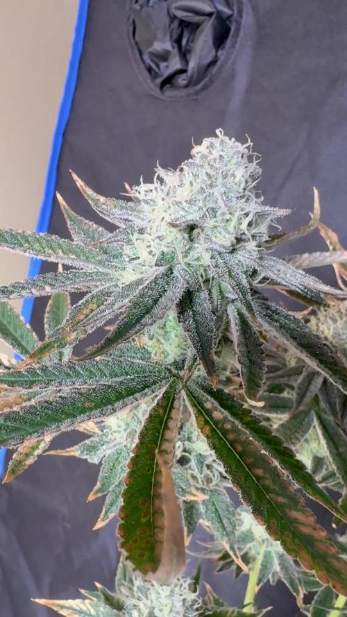 O g kush
