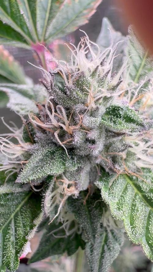 Purple kush