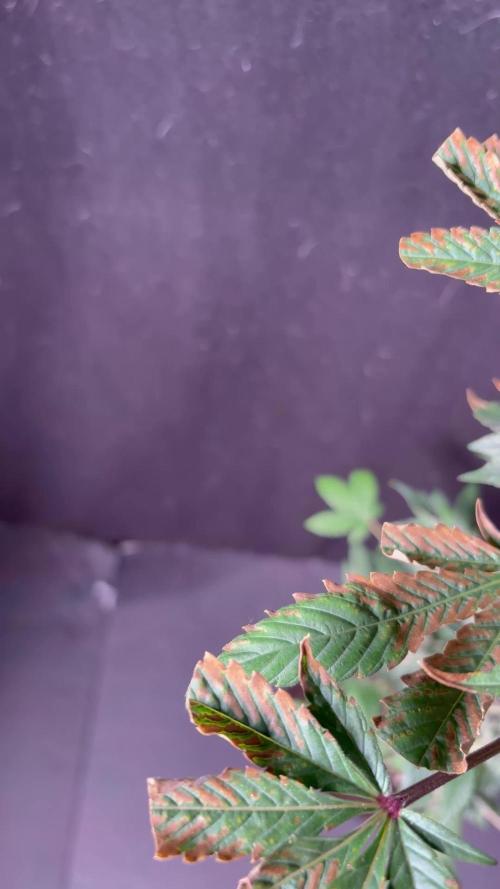Purple kush