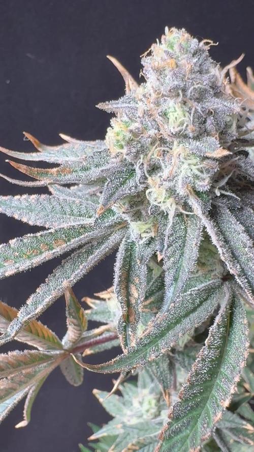 O g kush