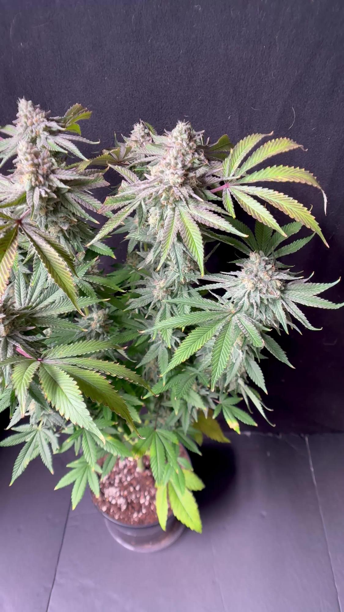 Blueberry Yum Yum by AestheticGenetix - GrowDiaries