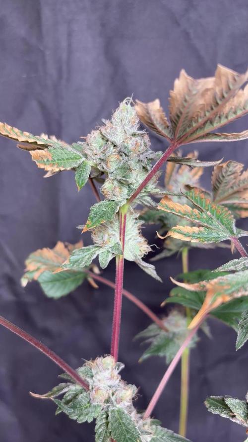 Purple kush