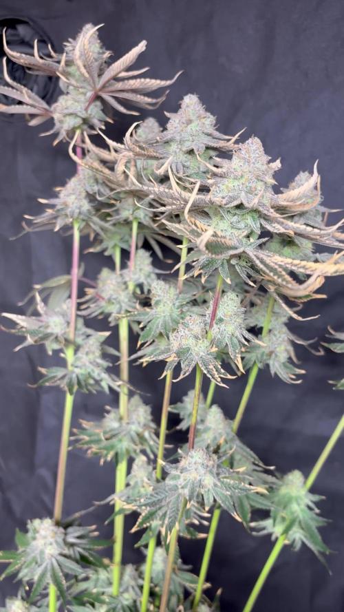 O g kush