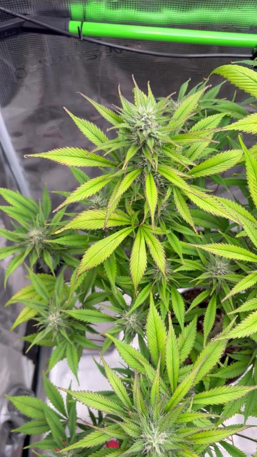 Strawberry gorilla auto