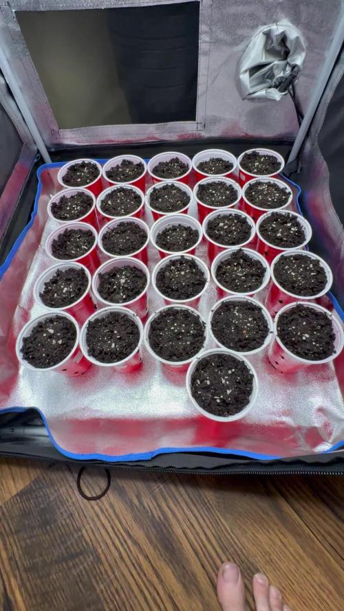 Black cherry gushers