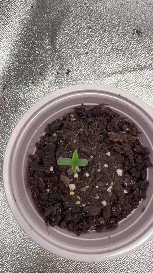 Guava Root GMO