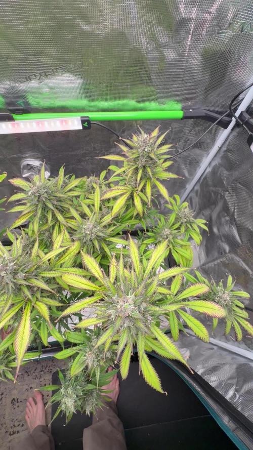 Strawberry gorilla auto