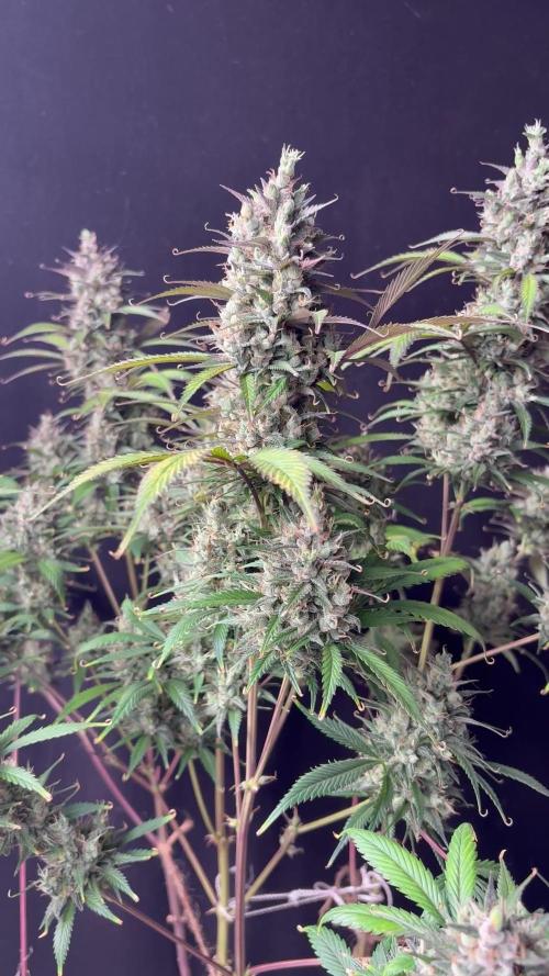 Strawberry gorilla auto