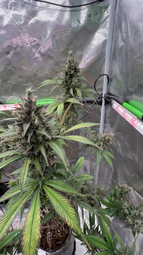 Gorilla cookies auto